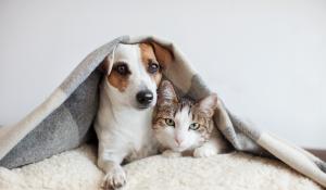 Assisting Survivors and Their Pets During Covid-19 and Beyond